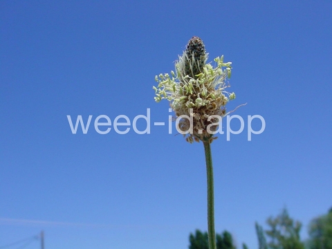 plantain, buckhorn